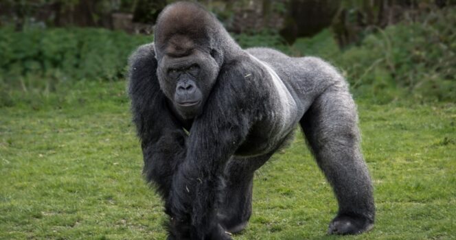 Silverback gorilla teaches himself to walk upright on two legs