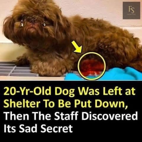 20-Yr-Old Dog Was Left at Shelter To Be Put Down, Then The Staff Discovered Its Sad Secret 😢