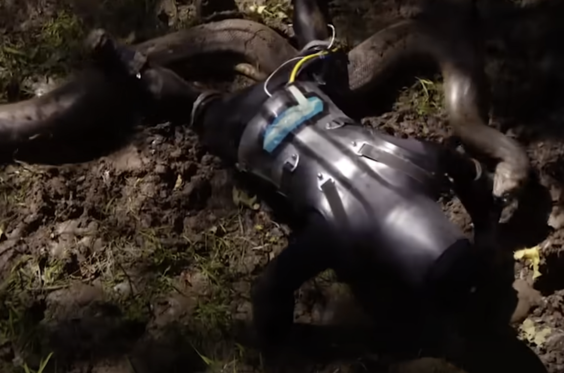 Man tried to get eaten alive by snake – instantly regretted it