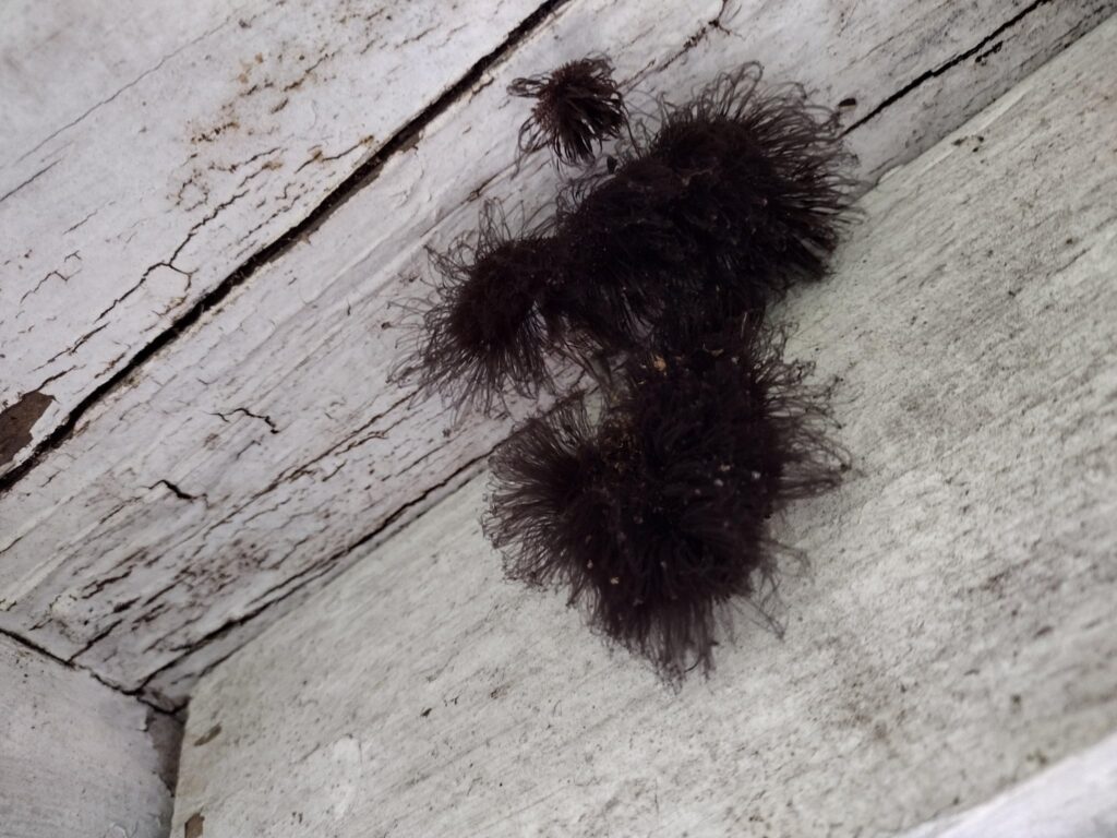 Be very careful if you see this in the corner of your room, and don’t touch it!