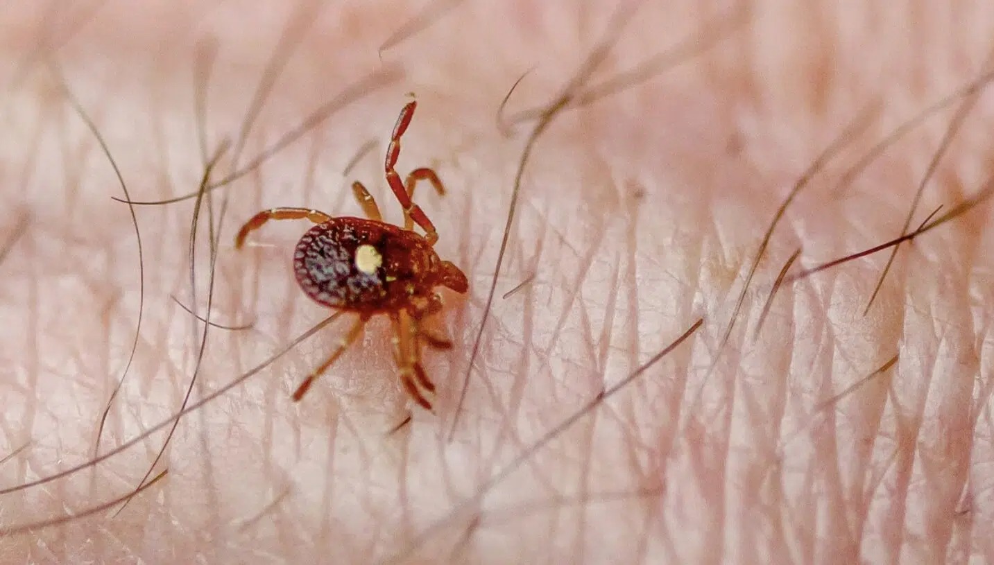 Bitten by a Lone Star Tick? Here’s What You Need to Know